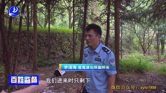 小树林在线视频,探索自然之美，感受生态魅力